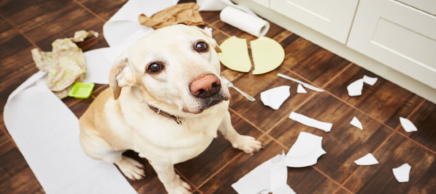 How to Prepare Your Home for a Rescue Dog